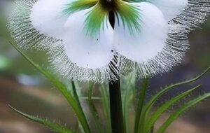 عکس| این گل های زیبا را ببینید و توی زندگی پرواز کنید