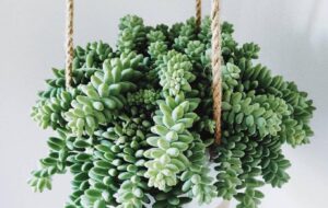 اصول پرورش صحیح سدوم مورگانیانیوم ،ساکولنت آپارتمانی زیبا و مقاوم