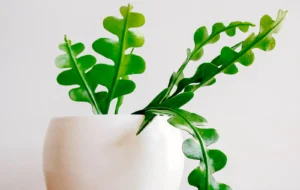 شرایط نگهداری کاکتوس استخوان ماهی،یک گیاه آپارتمانی متفاوت با رشدی بی نظیر