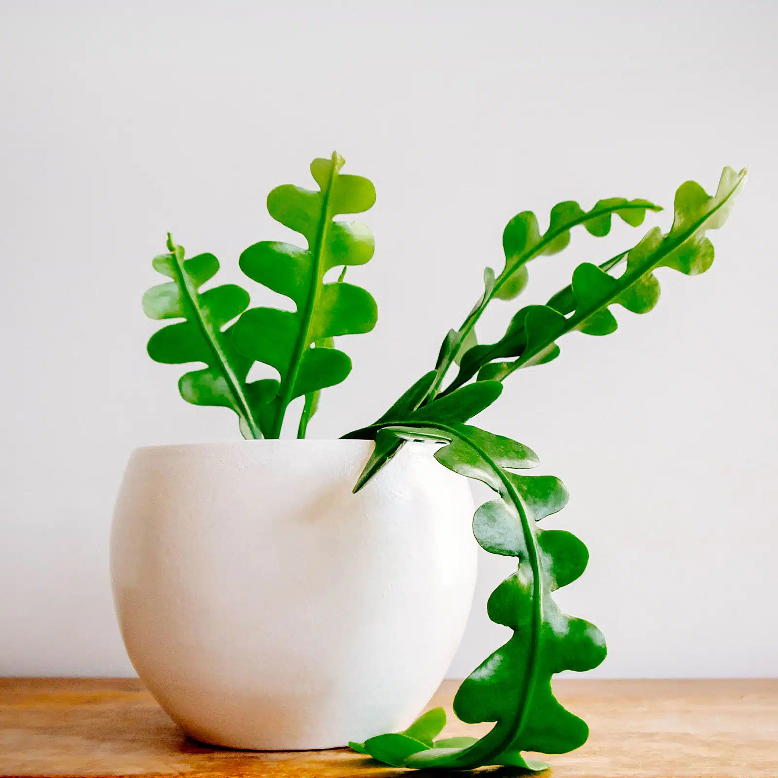 نگهداری کاکتوس استخوان ماهی