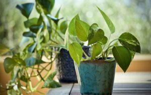 نحوه آبیاری درست و اصولی گیاهان آویزی