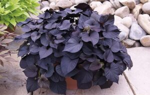 روش نگهداری و پرورش  ایپومیا یا پیچک سیاه با برگ های قلبی که واقعا زیباست