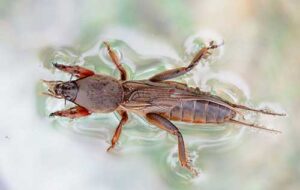 شناسایی ۴۰ هزار آبدزدک در شیراز که آب شهر را غارت می کنند