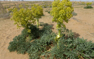 گیاهی که کشاورزان در خشکسالی بکارند تا میلیاردر شوند