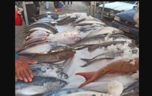 هر کاری می کنند ماهی فروشان از دروازه کازرون به بازار جدید شیراز نمی روند