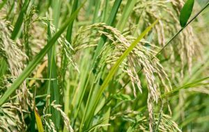 دلیل وجود آرسنیک در برنج چیست؟