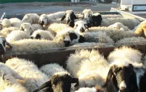 نجات ۶۰ بره از چنگال راننده کامیونی که تخلفش محرز بود