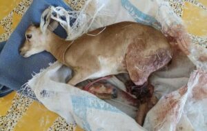 جریمه ۷۵ میلیونی شکارچی ، بره میش وحشی را زنده نکرد+عکس