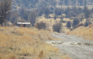 بچه باغ حوض شیراز صبح خروسخون تو دشت ارژن چه می کنه !