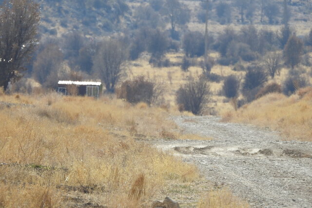 بچه شیرازی 2