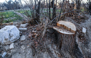 کشاورزان و دامداران ریشه جنگل های زاگرس را در آورده اند