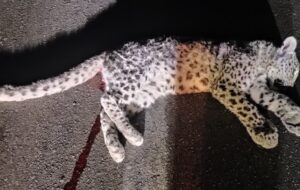 مرگ ۱ توله پلنگ بر اثر تصادف با خودرو در جاده کوهچنار به شیراز