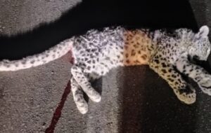 نگاه کنید|لحظه مرگ توله پلنگ ۷ ماهه وسط منطقه حفاظت شده ارژن شیراز