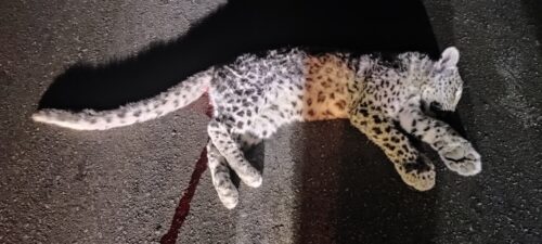 توله پلنگ شیراز