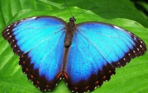 تکنیک آغوش پروانه‌ای که در موقع بحرانی آرامش خود را باز یابیم