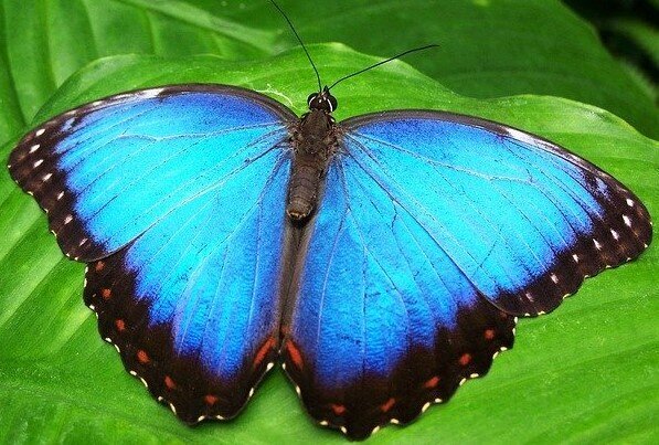 تکنیک آغوش پروانه‌ای 2