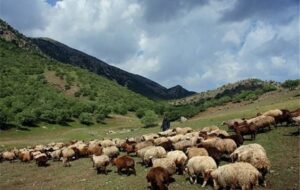 دامداران کارت چَرا نداشته باشند دامی ۷۰۰ هزارتومان جریمه می شوند