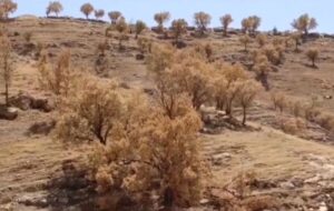 نابودی درختان ۵۰۰ ساله بدلیل خشکسالی در استان فارس/ با موزه به جنگ خشکسالی می روند!
