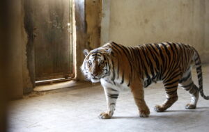 زندگی عجیب مرد ایرانی با ۷۰۰ حیوان وحشی در خانه مادری اش[+تصاویر]