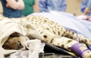 فیلم|دامپزشکی که «ایران» را سزارین کرد دانش جراحی نداشت/شانس آورد که نمُرد