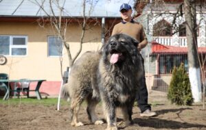 بزرگترین نژاد سگ مهربان ، وفادار و محافظ در ایران [+عکس]