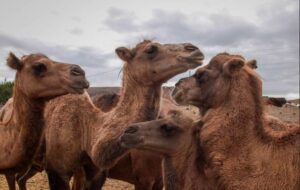 راننده نیسانی که شتر مشکوک بارش بود دستگیر شد