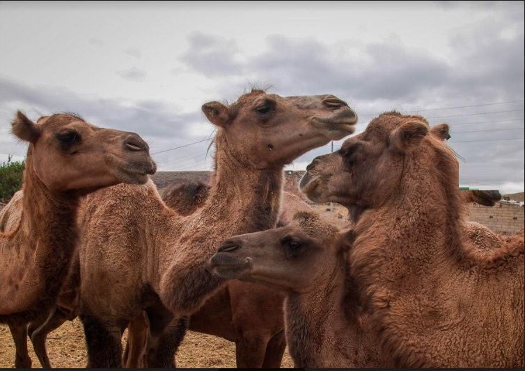 شتر نیسان
