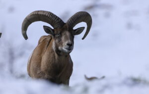 ۳ میلیون ایرانی به کوه و کمر زده اند ، هر زبان بسته ای را می کُشند ، آمارشان را هم ندارند