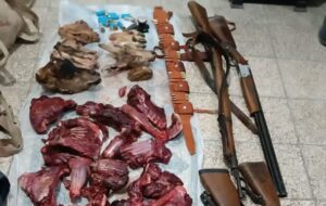 شکارچی کهنه کار پازن پس از سه روز تعقیب و گریز گرفتار شد