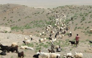 تخصیص۱۸۰کیلو نهاده به ازای هر راس دام عشایر