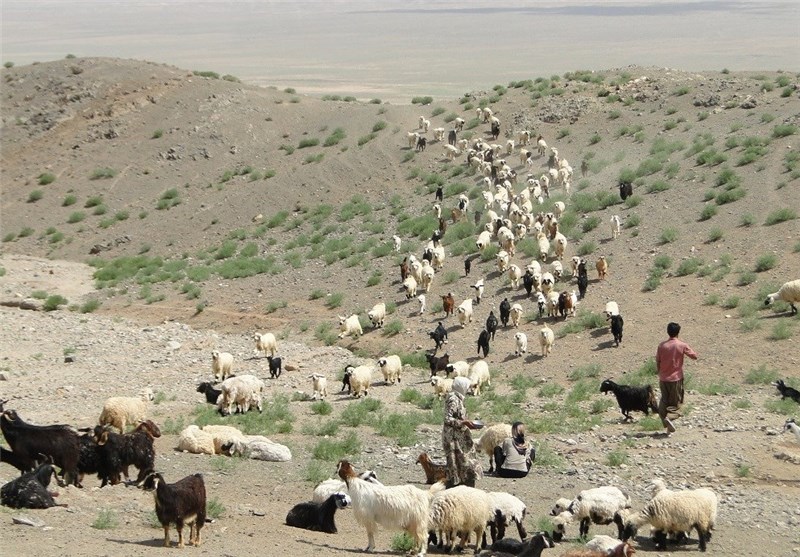 عشایر دام