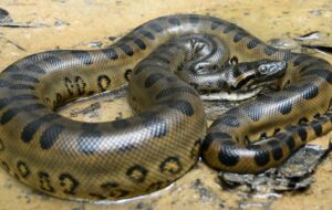 مار غول پیکر گردن یوسف تیموری توی شب یلدای تلوزیون که چی؟ [+فیلم]