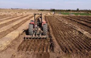 نرخ خرید گندم در سال ۱۴۰۳ که وزیر جهاد روش نمیشه اعلامش کنه !