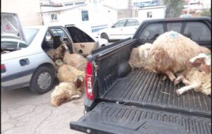 بار خودروهای متواری در فیروز آباد – عسلویه گوسفند بود