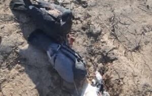 دستگیری ۲ افغانی حین زنده گیری پرندگان شکاری در سروستان