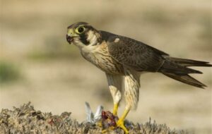 افزایش قاچاق پرندگان شکاری از فارس به کشورهای عربی که کسی به روی خودش نمی آورد