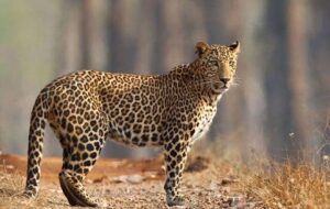 ویدئو|مشاهده یک پلنگ در جایی که هیچگاه جرأت حضور نداشت