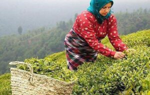 ناگفته های اختلاس ۳ میلیارد دلاری از زبان رئیس سندیکای کارخانه‌های چای کشور