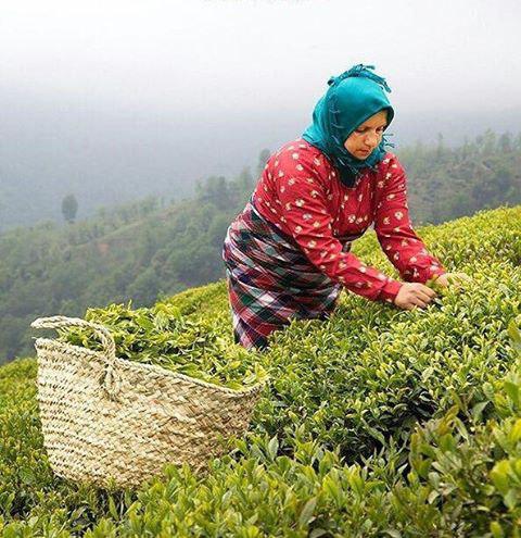 چای ایرانی