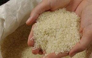 فیلمی از باند سارقان مسلح برنج در کامفیروز فارس/قاتل هنوز فرار است