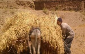 کشاورزان بلاتکلیف ، وزیر کشاورزی زیر بار اعلام نرخ گندم نمیره / رئیس کمیسیون کشاورزی شفاهی تذکر می ده !