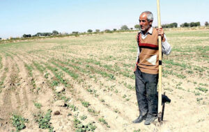 با کشاورزان چه کرده اید که همه جالیز کار شدند؟