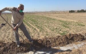 سرنوشت نامعلوم نرخ خرید تضمینی گندم / کیلویی ۱۹۵۰۰ تومان سودی برای کشاورز ندارد