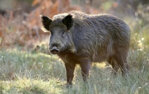 کشف یک محموله بزرگ زبان [ گراز ] که مقصدش استان فارس بود