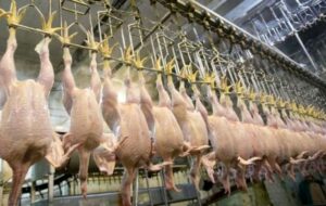 جریمه ۱۷ میلیاردی چند عامل توزیع بخاطر گران فروشی مرغ در شیراز/ چطور گرانفروشی را گزارش کنیم؟