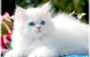 داشتن گربه باعث بیماری روانی ” شیزوفرنی ” در افراد می شود