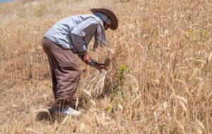 بالاخره معلوم شد چرا نرخ خرید تضمینی گندم را اعلام نمی کنند !