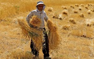 نرخ خرید تضمینی گندم همچنان بلاتکلیف است