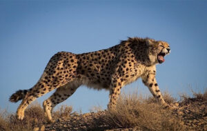 نگاه کنید | لحظه غافلگیرکننده بلعیدن یوزپلنگ توسط تمساح!