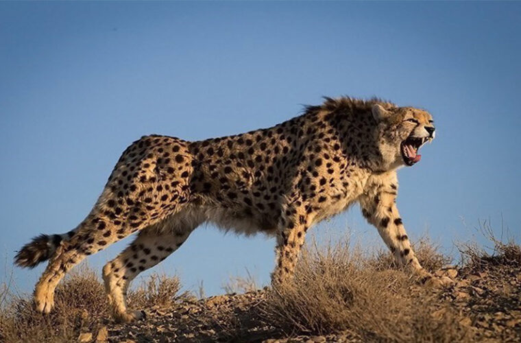 نگاه کنید | لحظه غافلگیرکننده بلعیدن یوزپلنگ توسط تمساح!